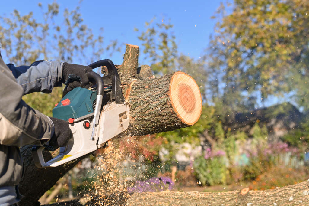 a professional chainsaw saws wood. flying sawdust.