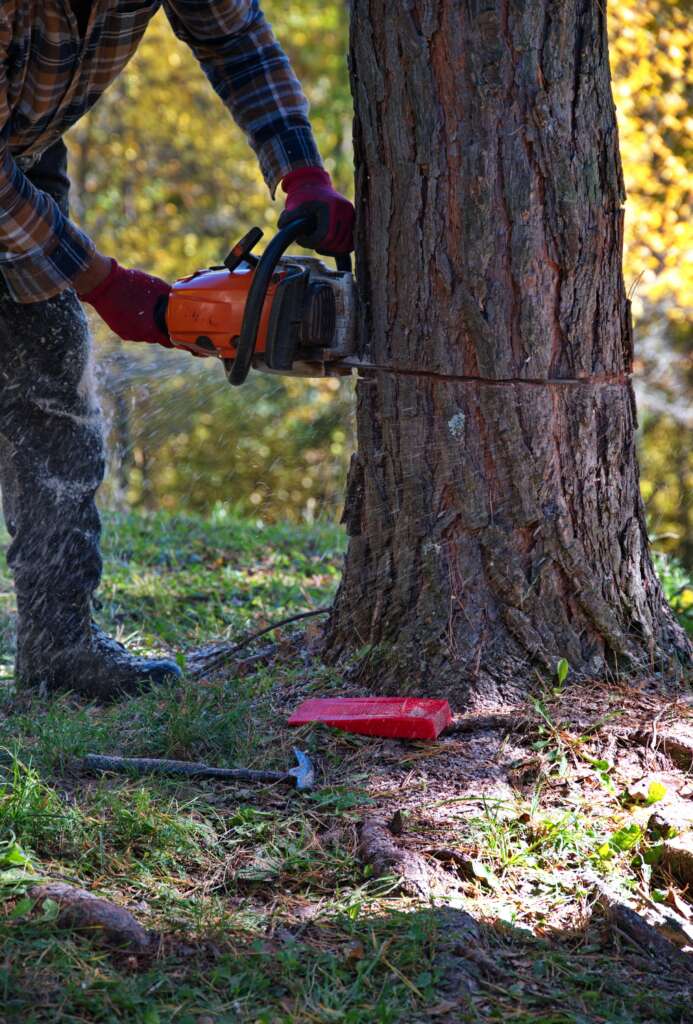 arborist cutting a tree with chainsaw
