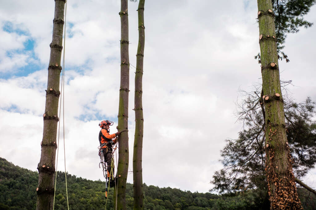 arborist man with harness cutting a tree, climbing.