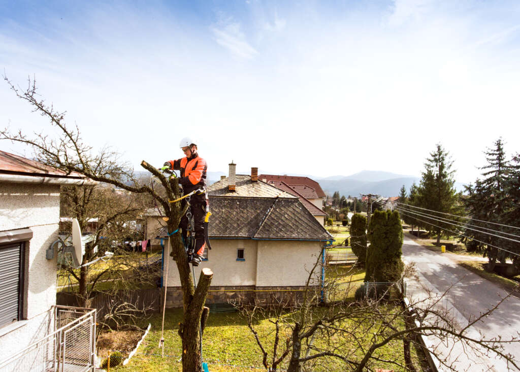 lumberjack with chainsaw and harness pruning a tree.