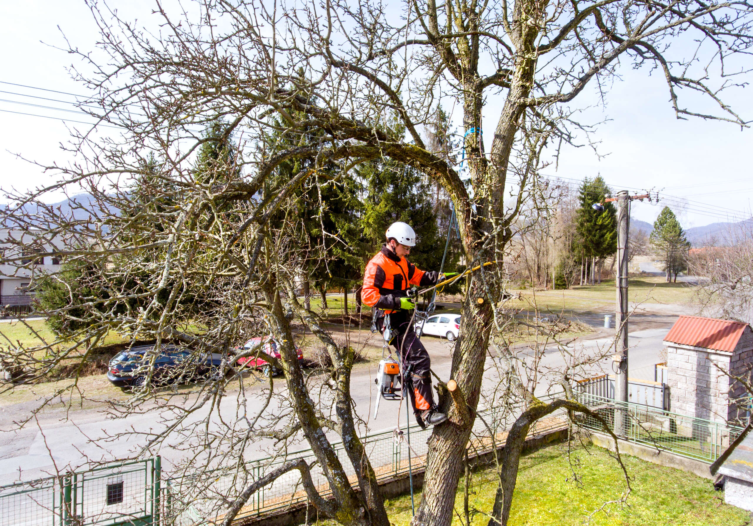 lumberjack with saw and harness pruning a tree.