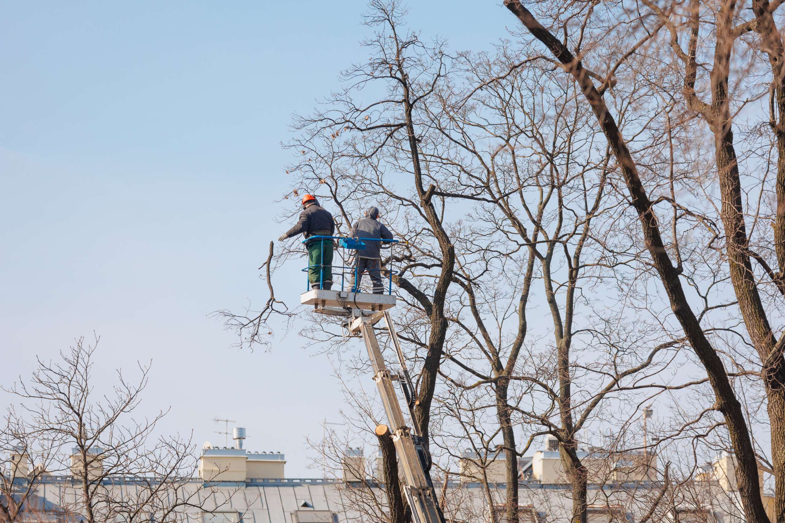 removing trees from electrical wires on the street 2025 02 22 07 04 57 utc
