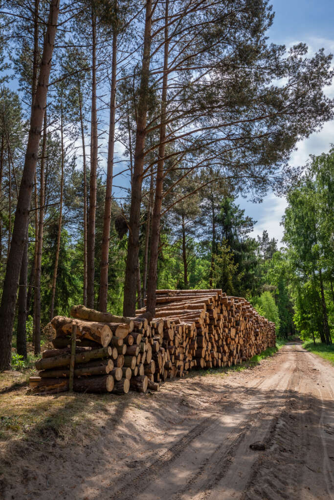 sunny green forest in the summer, poland