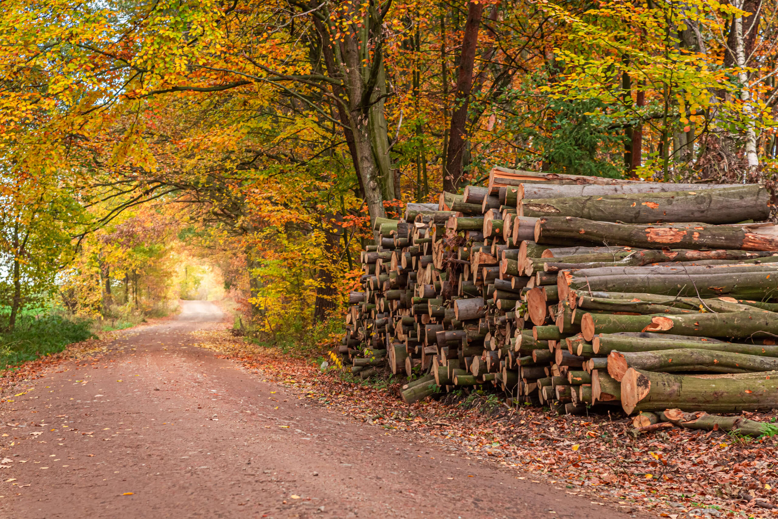 wonderful and brown forest in the fall, poland