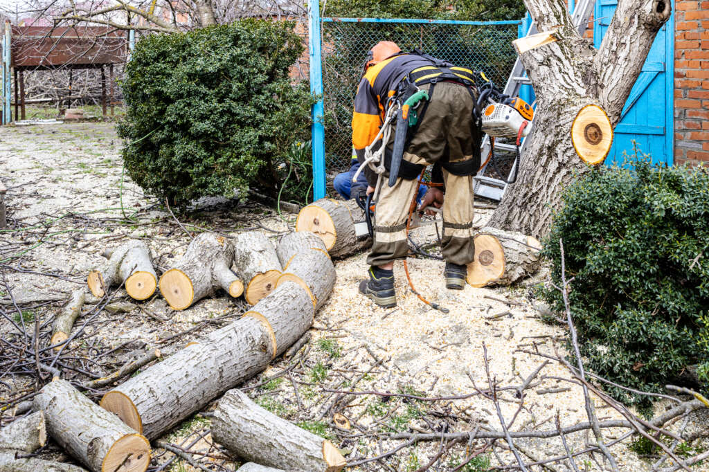 workers sawing old walnut tree in backyard