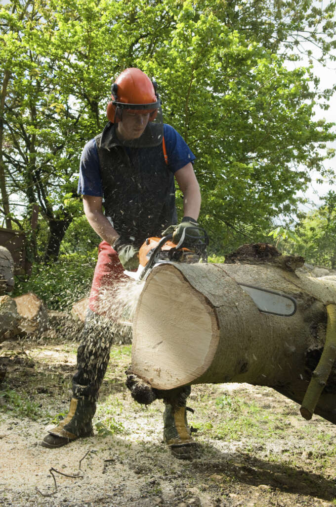 young male tree surgeon using chainsaw on tree trunk